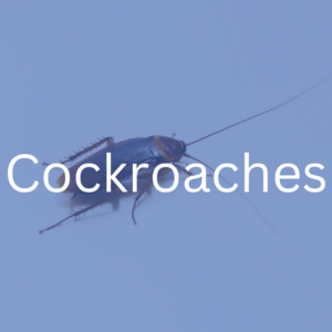 cockroach extermination