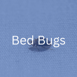 bed bug extermination