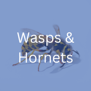 wasp and hornet extermination