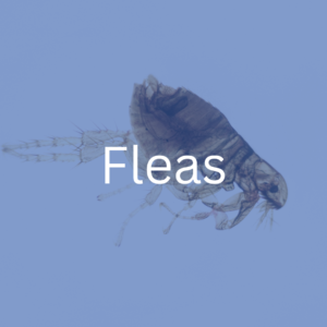 get rid of fleas