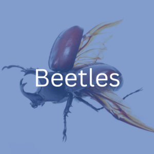 beetle extermination