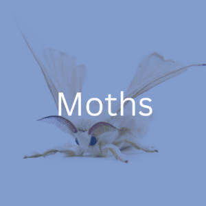 moth extermination