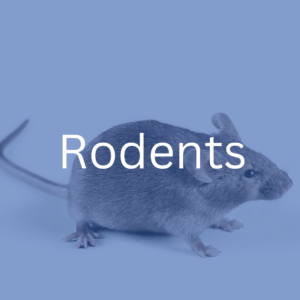 rodent extermination Toronto