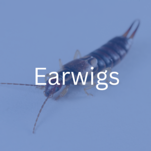 earwig removal