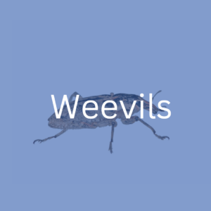 weevils extermination