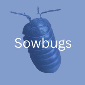 sowbugs