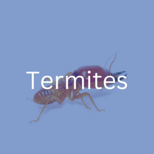Get rid of termites with Positec