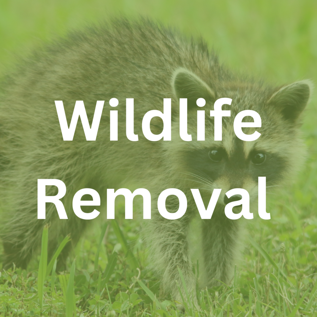 wildlife removal