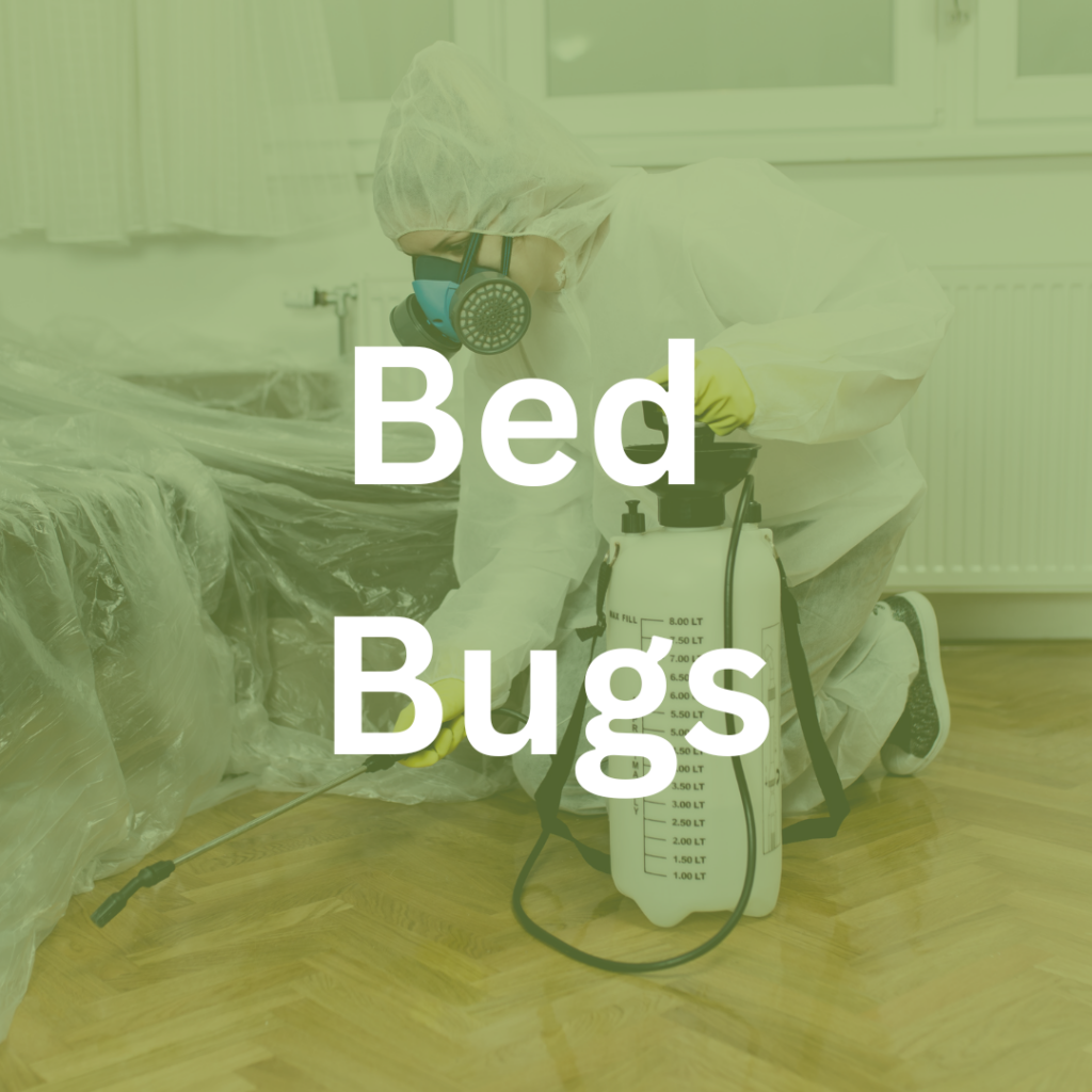 bed bug exterminator