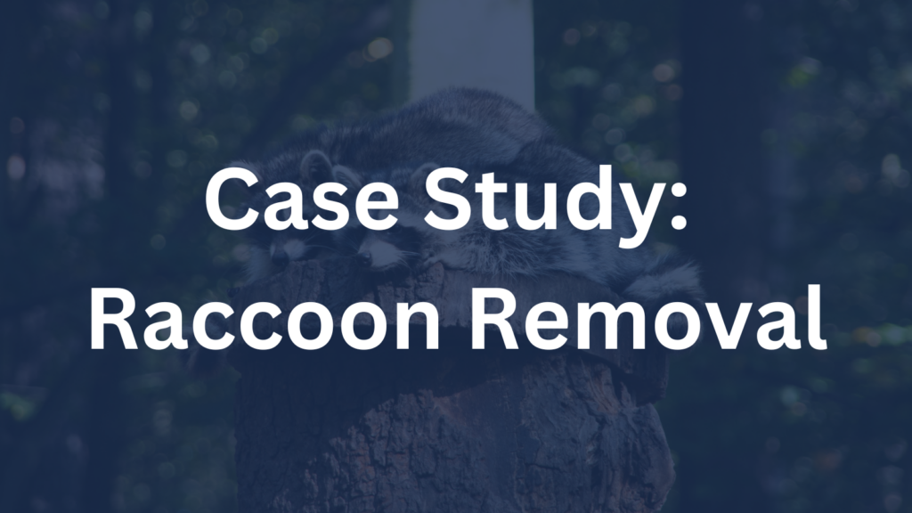 raccoon removal case study