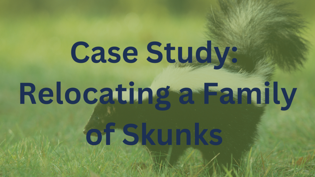 skunk removal case study